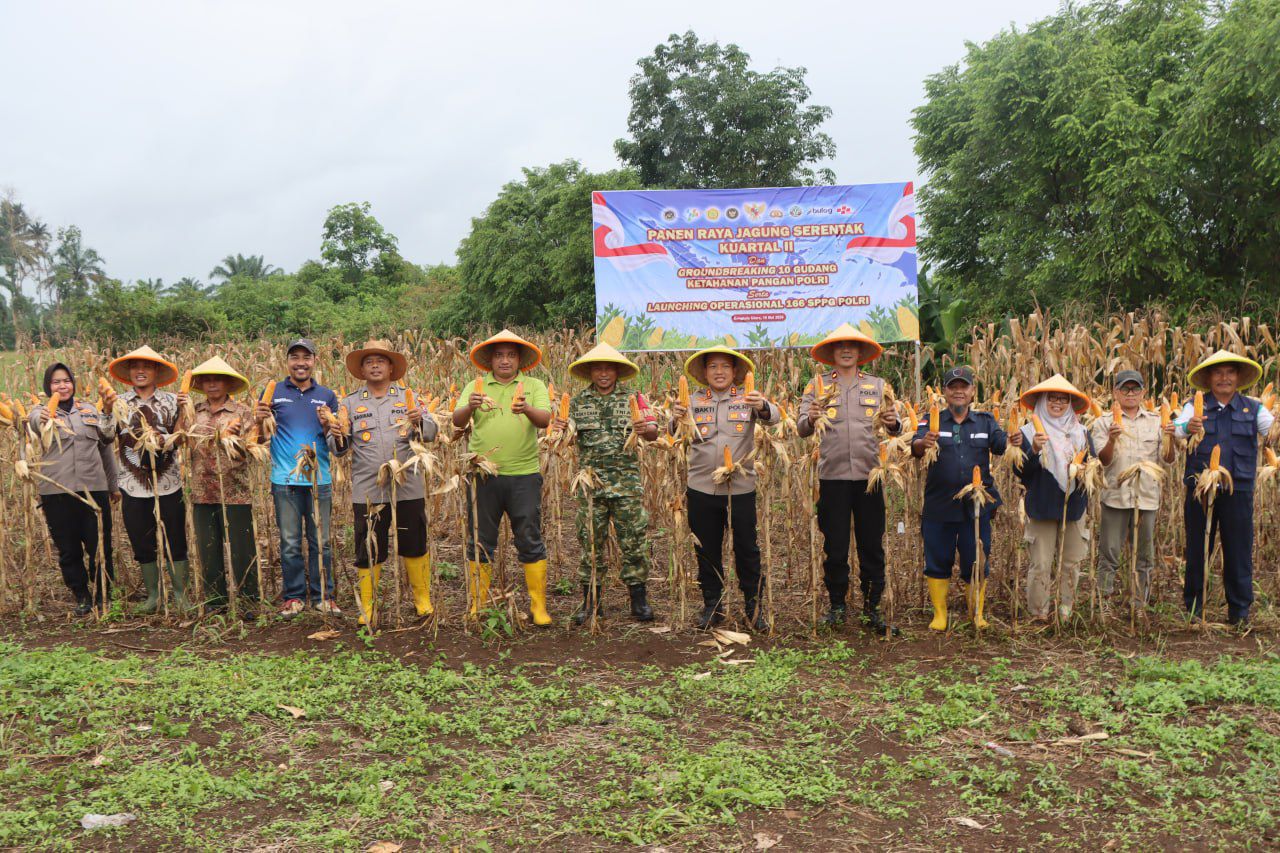 Dukung Ketahanan Pangan Nasional, Polres Bengkulu Utara Panen Raya Jagung 5 Ton di Padang Jaya